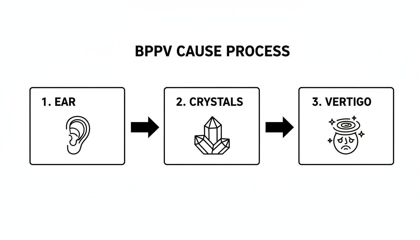 A flowchart illustrating the BPPV cause process: ear, crystals, and resulting vertigo.